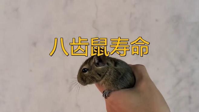 龍貓和八齒鼠可以一起養(yǎng)嗎（貓和八齒鼠可以一起養(yǎng)，但需要確保它們之間沒有直接的接觸）