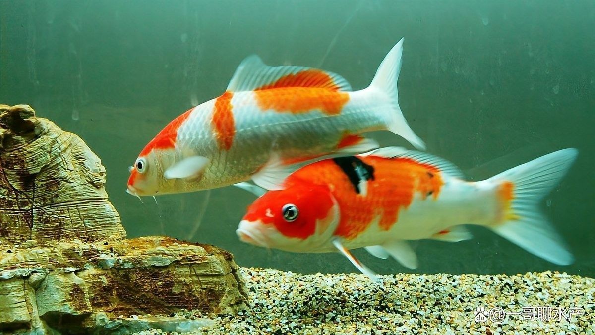 給我推薦一些龍魚吧的視頻，“龍魚吧視頻推薦，在尋找關于龍魚的有趣內容時，以下是一些精選的視頻資源