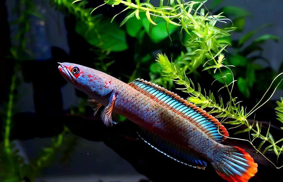 龍魚是否吃得太飽的方法，如何判斷龍魚是否吃得太飽，如何判斷龍魚是否吃得太飽