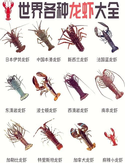 如何設(shè)置相機(jī)參數(shù)以拍攝龍蝦(如何設(shè)置相機(jī)參數(shù)以拍攝龍蝦,在攝影中捕捉龍蝦的生動瞬間) 龍魚百科 第1張 如何設(shè)置相機(jī)參數(shù)以拍攝龍蝦(如何設(shè)置相機(jī)參數(shù)以拍攝龍蝦,在攝影中捕捉龍蝦的生動瞬間) 如何設(shè)置相機(jī)參數(shù)以拍攝龍蝦(如何設(shè)置相機(jī)參數(shù)以拍攝龍蝦,在攝影中捕捉龍蝦的生動瞬間) 龍魚百科 第1張