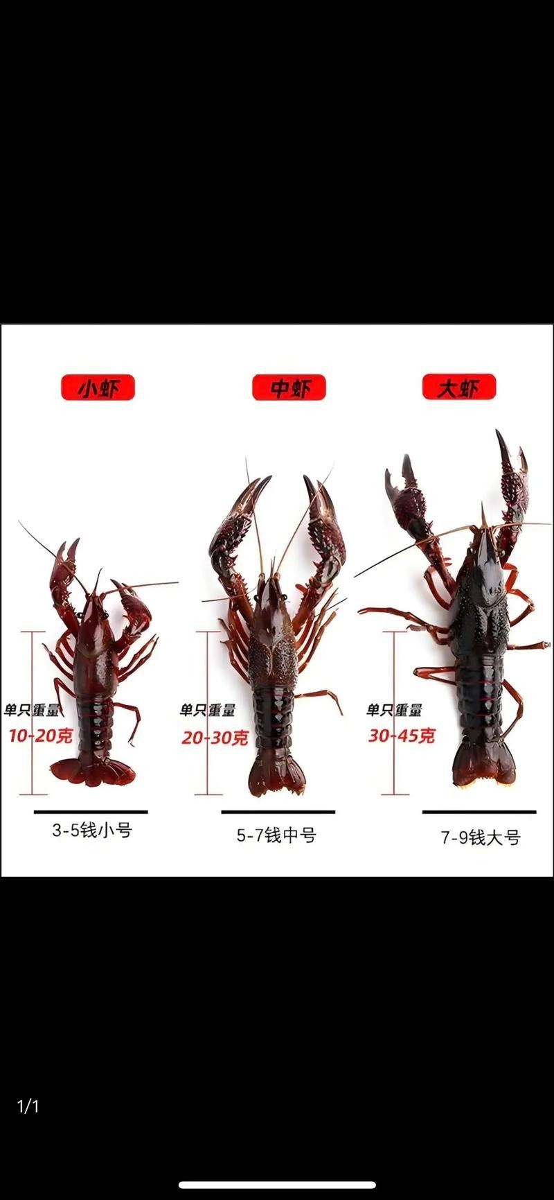 如何設(shè)置相機(jī)參數(shù)以拍攝龍蝦(如何設(shè)置相機(jī)參數(shù)以拍攝龍蝦,在攝影中捕捉龍蝦的生動瞬間) 龍魚百科 第2張 如何設(shè)置相機(jī)參數(shù)以拍攝龍蝦(如何設(shè)置相機(jī)參數(shù)以拍攝龍蝦,在攝影中捕捉龍蝦的生動瞬間) 如何設(shè)置相機(jī)參數(shù)以拍攝龍蝦(如何設(shè)置相機(jī)參數(shù)以拍攝龍蝦,在攝影中捕捉龍蝦的生動瞬間) 龍魚百科 第2張