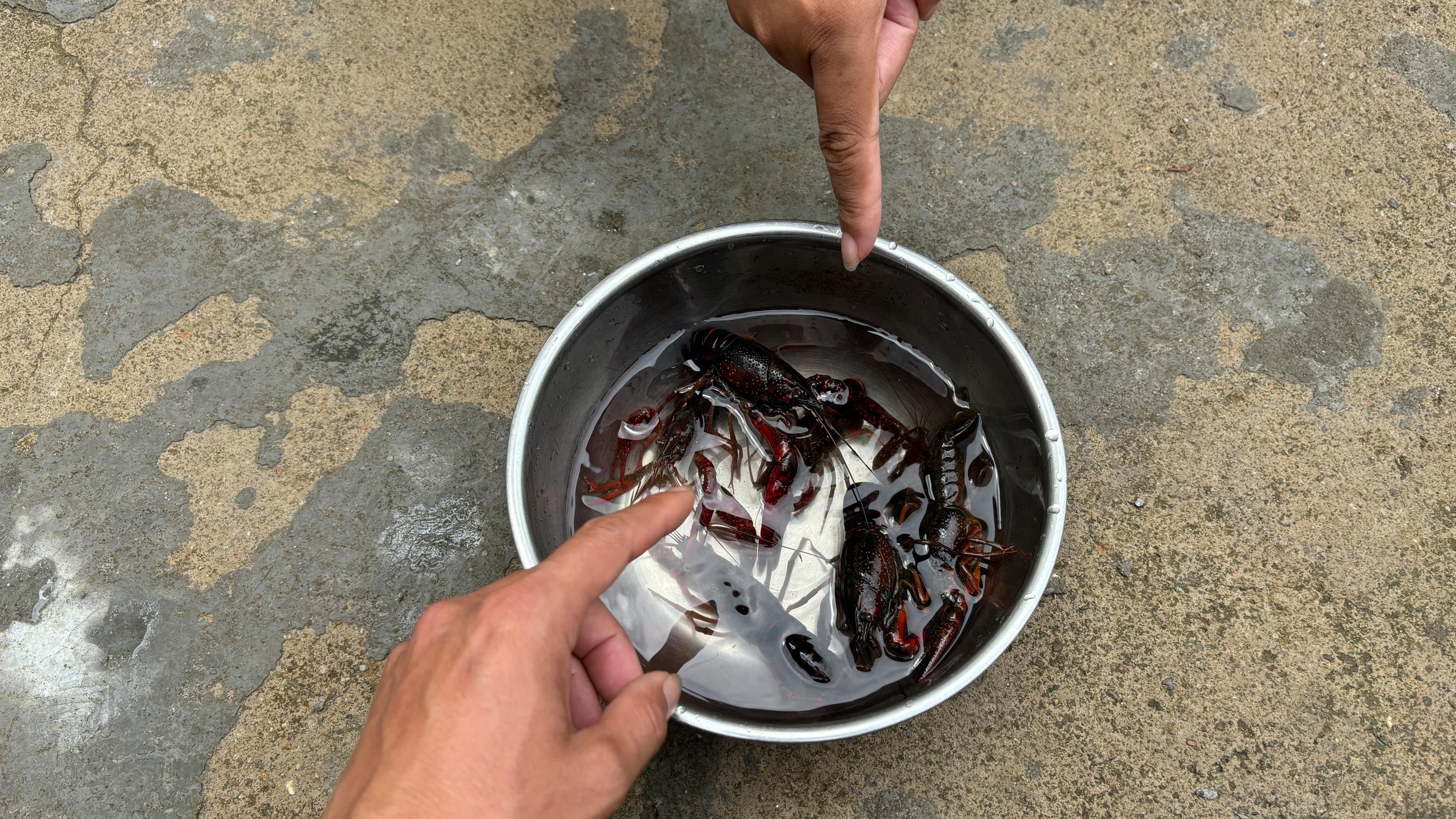 如何設(shè)置相機(jī)參數(shù)以拍攝龍蝦（如何設(shè)置相機(jī)參數(shù)以拍攝龍蝦，在攝影中捕捉龍蝦的生動瞬間） 如何設(shè)置相機(jī)參數(shù)以拍攝龍蝦（如何設(shè)置相機(jī)參數(shù)以拍攝龍蝦，在攝影中捕捉龍蝦的生動瞬間） 龍魚百科 第8張