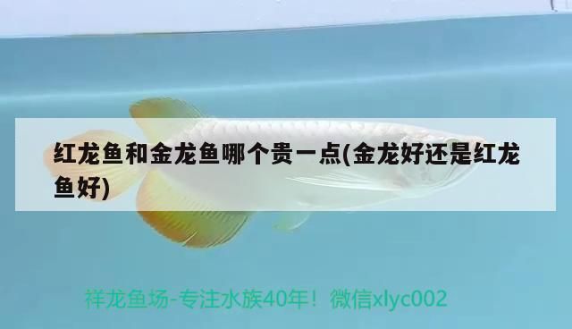 魚缸用氧氣嗎 魚缸用氧氣嗎怎么用（魚缸養(yǎng)魚一定要一直打氧嗎）