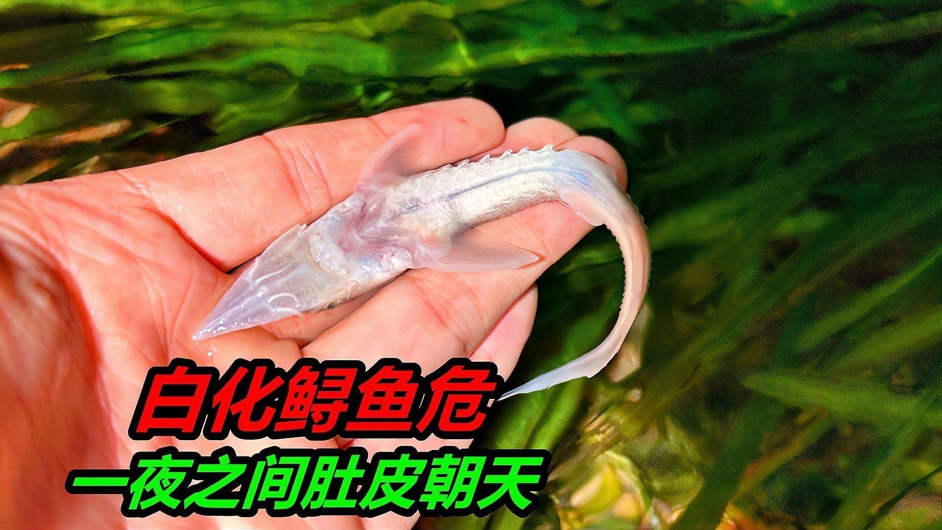 白化恐龍魚繁殖有風(fēng)險(xiǎn)嗎？（化恐龍魚，一種罕見且獨(dú)特的魚類）