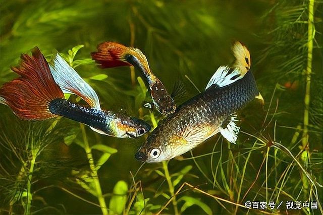 白化恐龍魚繁殖有風(fēng)險(xiǎn)嗎？（化恐龍魚，一種罕見且獨(dú)特的魚類）