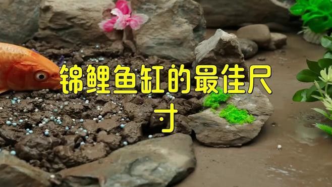 混養火龍魚和錦鯉需要多大的魚缸（養火龍魚和錦鯉需要為這兩種魚類準備合適的魚缸大小） 混養火龍魚和錦鯉需要多大的魚缸（養火龍魚和錦鯉需要為這兩種魚類準備合適的魚缸大小） 龍魚百科 第1張