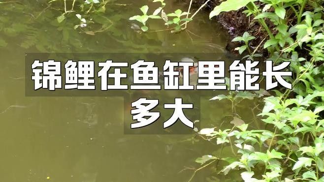 混養火龍魚和錦鯉需要多大的魚缸（養火龍魚和錦鯉需要為這兩種魚類準備合適的魚缸大小） 混養火龍魚和錦鯉需要多大的魚缸（養火龍魚和錦鯉需要為這兩種魚類準備合適的魚缸大小） 龍魚百科 第2張