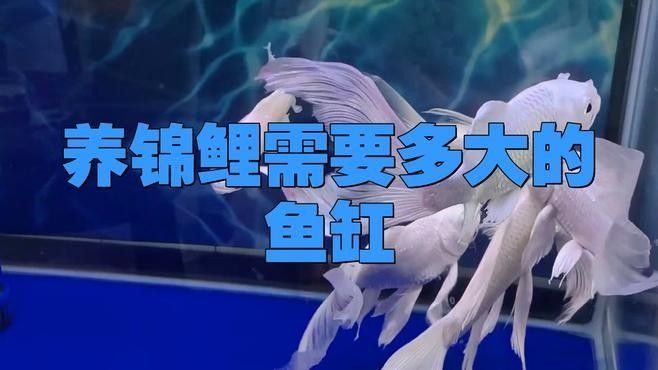 混養火龍魚和錦鯉需要多大的魚缸（養火龍魚和錦鯉需要為這兩種魚類準備合適的魚缸大小） 混養火龍魚和錦鯉需要多大的魚缸（養火龍魚和錦鯉需要為這兩種魚類準備合適的魚缸大小） 龍魚百科 第5張