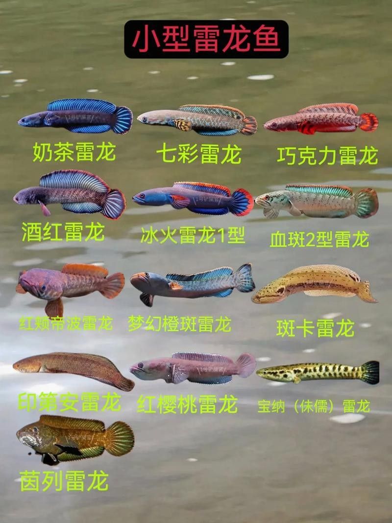 哪些小型雷龍適合新手飼養（侏羅紀公園中的“小恐龍”適合新手飼養的小型雷龍品種及飼養建議）