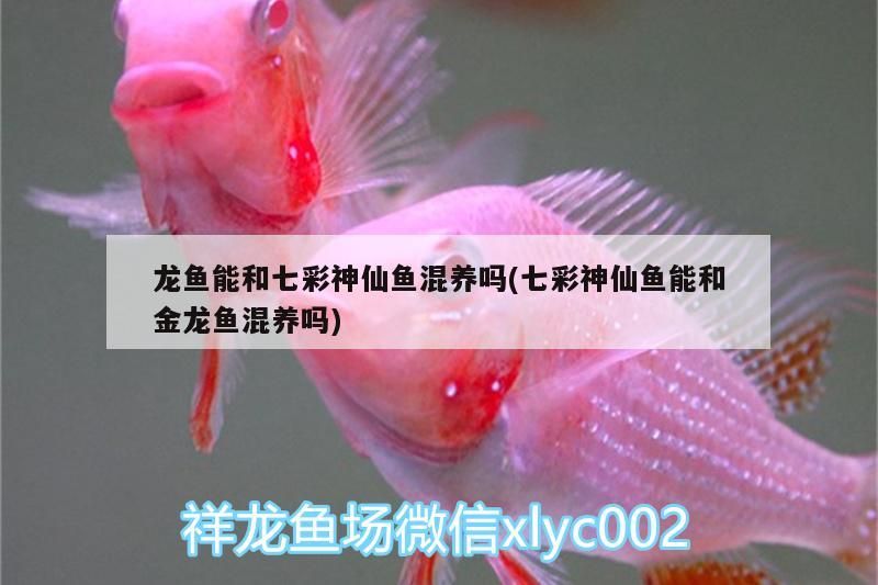 龍魚能和七彩神仙魚混養嗎(七彩神仙魚能和金龍魚混養嗎)