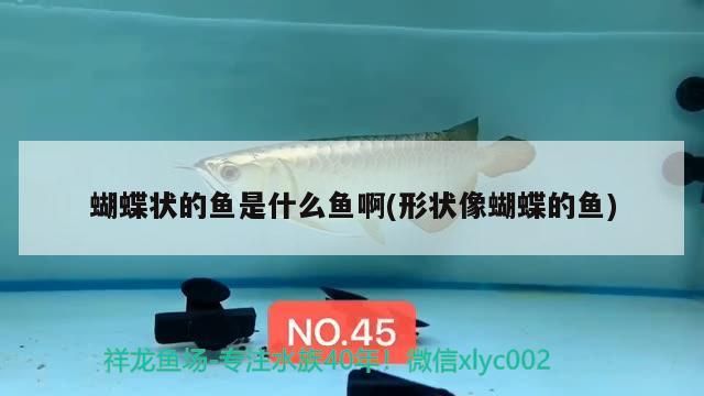 蝴蝶狀的魚是什么魚啊(形狀像蝴蝶的魚)（蝴蝶狀的魚是什么魚）