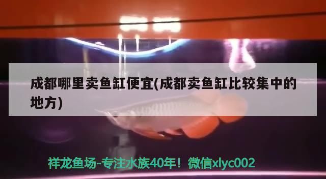 龍魚干蝦有營養嗎 成都哪里賣魚缸便宜(成都賣魚缸比較集中的地方)(成都哪里賣魚缸便宜) 觀賞魚百科 成都哪里賣魚缸便宜(成都賣魚缸比較集中的地方)(成都哪里賣魚缸便宜) 成都哪里賣魚缸便宜(成都賣魚缸比較集中的地方)(成都哪里賣魚缸便宜) 觀賞魚百科