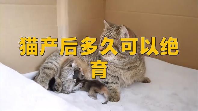 母貓產后多久可以絕育？（母貓生產完多久可以絕育）