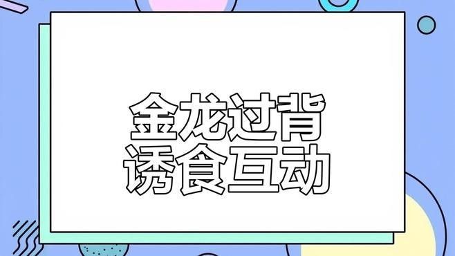 過(guò)江龍魚(yú)的價(jià)格是多少（過(guò)江龍魚(yú)價(jià)格多少錢一條） 過(guò)江龍魚(yú)的價(jià)格是多少（過(guò)江龍魚(yú)價(jià)格多少錢一條） 龍魚(yú)百科 第8張