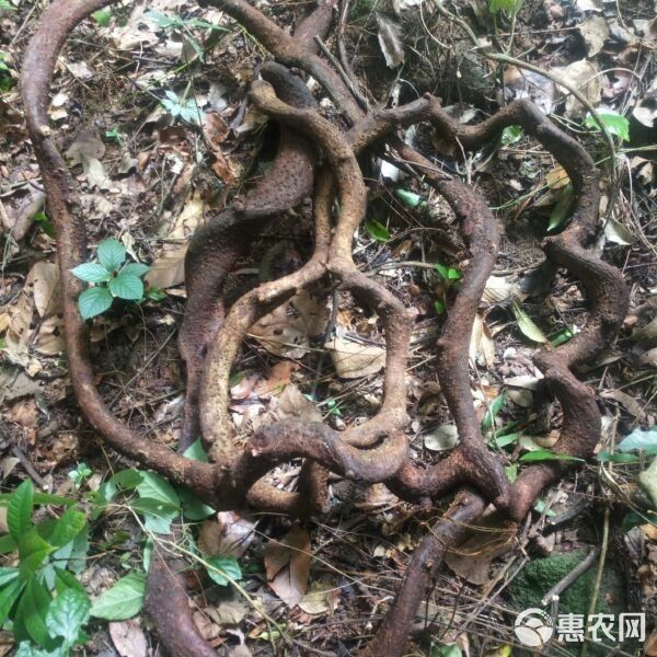 過(guò)江龍魚(yú)的價(jià)格是多少（過(guò)江龍魚(yú)價(jià)格多少錢一條） 過(guò)江龍魚(yú)的價(jià)格是多少（過(guò)江龍魚(yú)價(jià)格多少錢一條） 龍魚(yú)百科 第11張