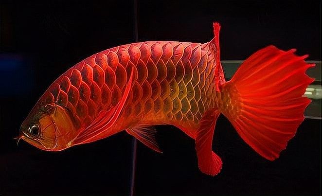紅龍趴缸期間需要多久換一次水（紅龍趴缸期間多久換一次水最好）