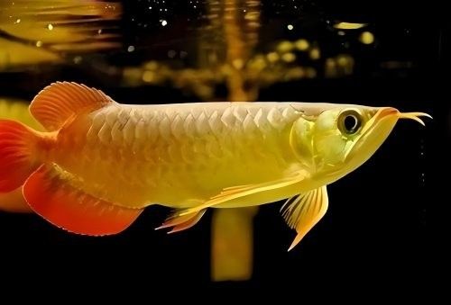 龍魚(yú)多久適應(yīng)低溫（呼倫貝爾大草原的貓咪們,龍魚(yú)溫度多少度合適呼倫貝爾大草原貓聽(tīng)） 龍魚(yú)多久適應(yīng)低溫（呼倫貝爾大草原的貓咪們,龍魚(yú)溫度多少度合適呼倫貝爾大草原貓聽(tīng)） 龍魚(yú)百科 第4張