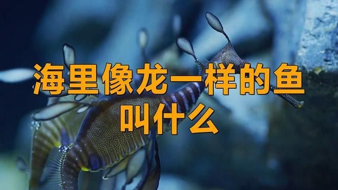 如何區(qū)分不同品種的海龍魚（如何區(qū)分不同品種的海龍魚品種的海龍魚顏色、花紋等方面存在差異）