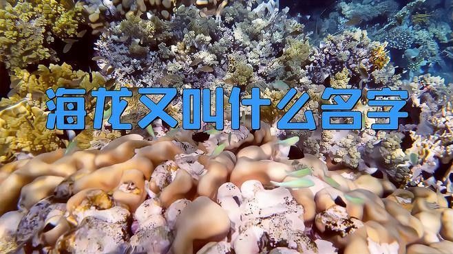 如何區分不同品種的海龍魚（如何區分不同品種的海龍魚品種的海龍魚顏色、花紋等方面存在差異）