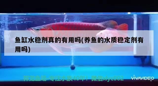 到家一個月的小龍（到家一個月的小龍，本文探討了一只小龍的生活變化）