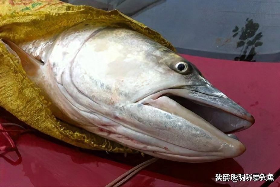 這種魚有哪些天敵？（旗魚的主要天敵包括大型鯊魚、虎鯨、金槍魚和海豚） 這種魚有哪些天敵？（旗魚的主要天敵包括大型鯊魚、虎鯨、金槍魚和海豚） 龍魚百科 第8張