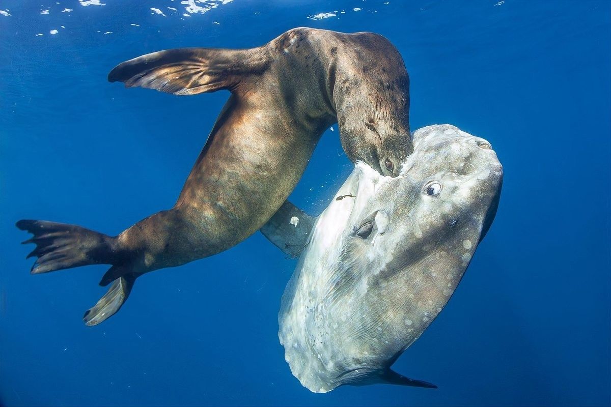 這種魚有哪些天敵？（旗魚的主要天敵包括大型鯊魚、虎鯨、金槍魚和海豚） 這種魚有哪些天敵？（旗魚的主要天敵包括大型鯊魚、虎鯨、金槍魚和海豚） 龍魚百科 第9張