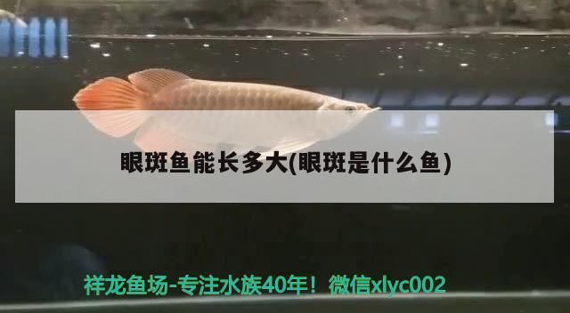 眼斑魚能長多大(眼斑是什么魚)（什么是眼斑魚）