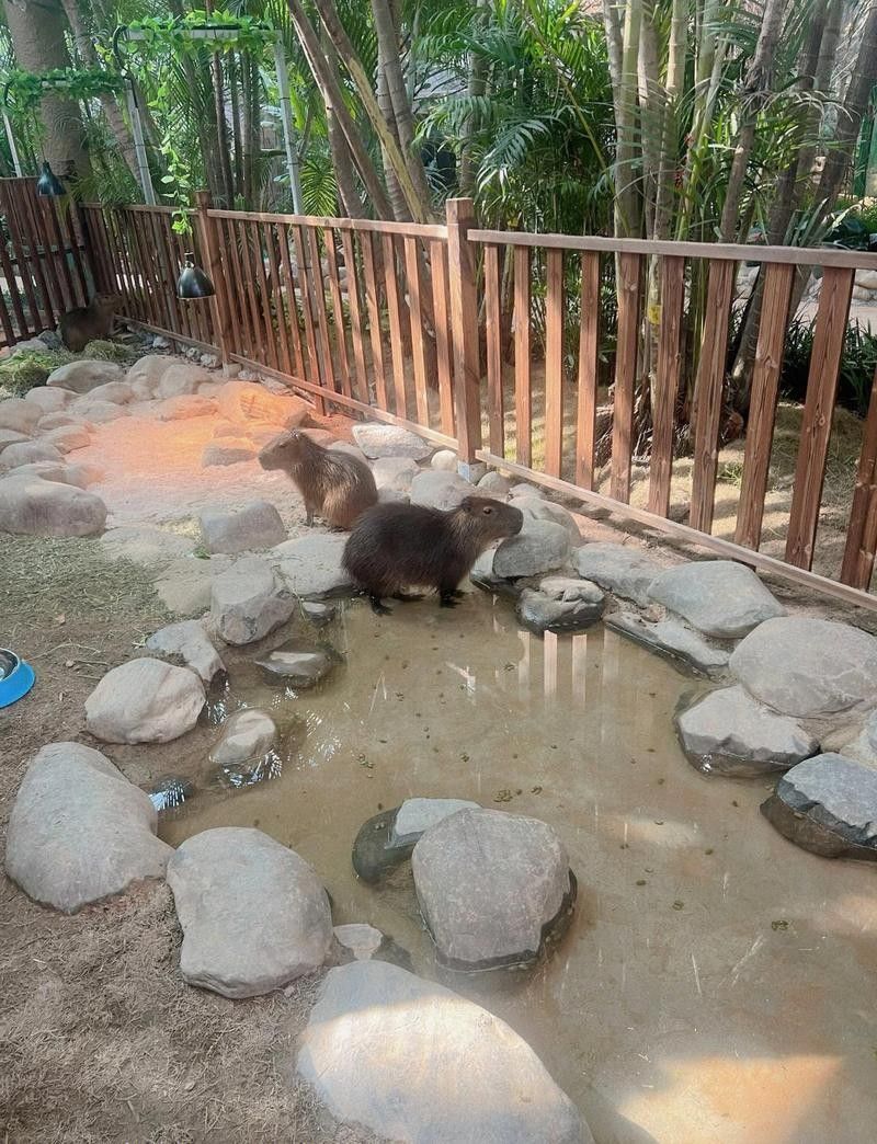 岳麓哪個水族館龍魚好？祥龍魚場龍魚（岳麓區祥龍魚場） 岳麓哪個水族館龍魚好？祥龍魚場龍魚（岳麓區祥龍魚場） 龍魚百科 第2張