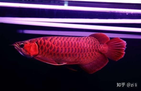 紅龍魚哪個漁場血統最純？（如何判斷紅龍魚的血統純正性？）