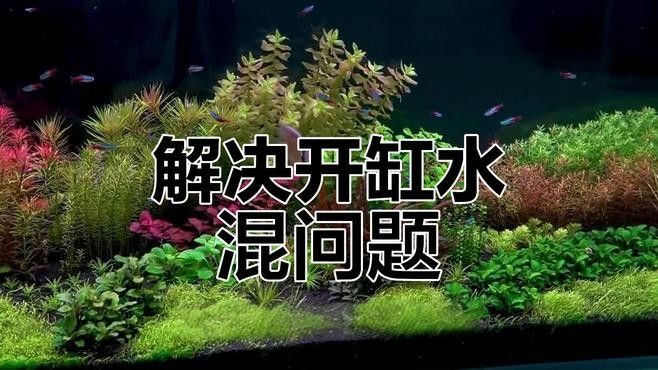 混養(yǎng)初期如何調(diào)整水質(zhì)？（養(yǎng)魚初期調(diào)整水質(zhì)是確保魚類健康生長的關鍵步驟和建議）