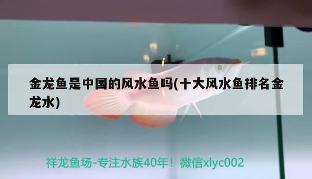金龍魚是中國的風(fēng)水魚嗎(十大風(fēng)水魚排名金龍水)（金龍魚是中國的風(fēng)水魚嗎）