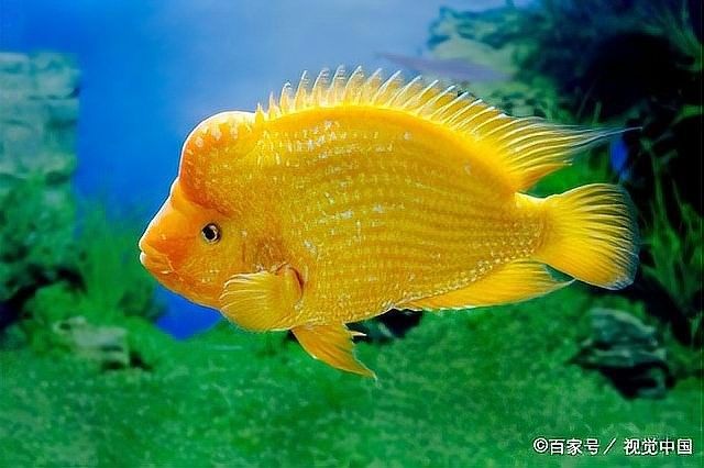 龍魚打架受傷會自愈嗎？（觀賞魚打架受傷后能自己愈合嗎觀賞魚打架原因及解決方案） 龍魚打架受傷會自愈嗎？（觀賞魚打架受傷后能自己愈合嗎觀賞魚打架原因及解決方案） 龍魚百科 第5張