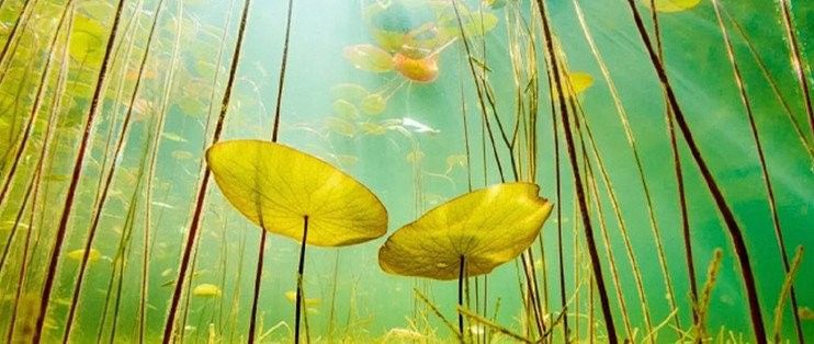 龍魚缸造景需要哪些材料（藍(lán)里個(gè)藍(lán)龍魚缸造景大揭秘小而美也能游刃有余飯飯不饞）