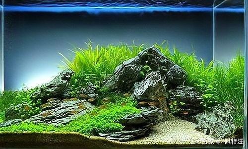 龍魚缸造景需要哪些材料（藍(lán)里個(gè)藍(lán)龍魚缸造景大揭秘小而美也能游刃有余飯飯不饞）