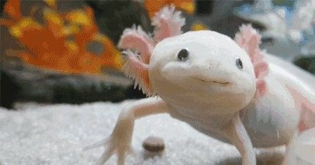 混養虎紋恐龍魚需要多大的缸（養虎紋恐龍魚需要多大的缸，） 混養虎紋恐龍魚需要多大的缸（養虎紋恐龍魚需要多大的缸，） 龍魚百科 第4張