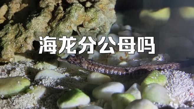 海龍魚繁殖周期是多久？（海龍魚的繁殖周期）