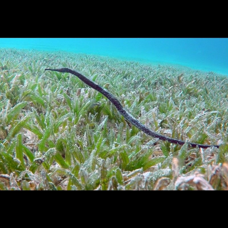 海龍魚繁殖周期是多久？（海龍魚的繁殖周期）
