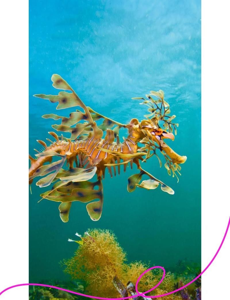海龍魚繁殖周期是多久？（海龍魚的繁殖周期）