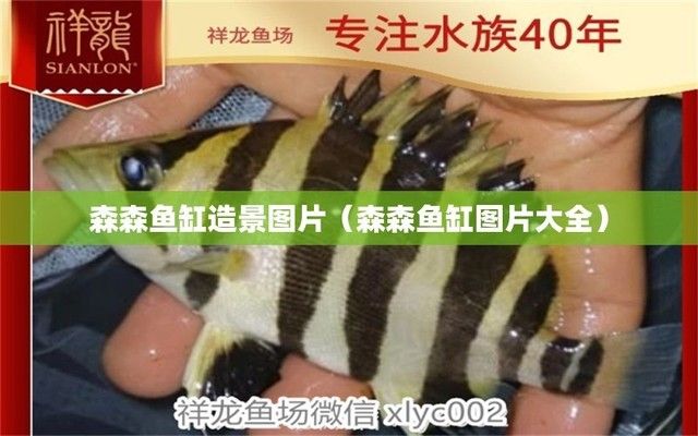 淘寶哪家龍魚比較好賣（淘寶哪家龍魚比較好賣的）（淘寶上購買龍魚時要仔細(xì)檢查龍魚的身體狀況，淘寶哪家好賣）