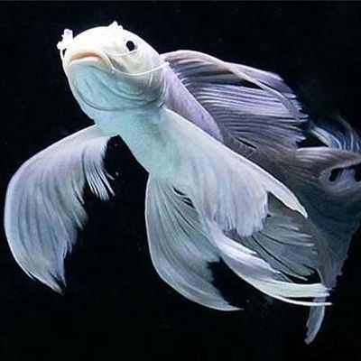 給大魚缸換水的頻率是固定的,而是需要根據(jù)多種因素來確定:給大魚缸換水的頻率不是固定的,而是需要根據(jù)多種因素來確定 清魚前算不算混養(yǎng)(探討清魚前是否屬于混養(yǎng)的問題時,我們需要明確“混養(yǎng)”的定義) 觀賞魚百科 清魚前算不算混養(yǎng)(探討清魚前是否屬于混養(yǎng)的問題時,我們需要明確“混養(yǎng)”的定義) 清魚前算不算混養(yǎng)(探討清魚前是否屬于混養(yǎng)的問題時,我們需要明確“混養(yǎng)”的定義) 觀賞魚百科