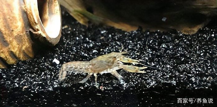 如何清洗和更換龍魚缸底沙？（養(yǎng)魚說，魚缸底沙清洗技巧大公開，如何保持水質(zhì)健康青蔥學苑）