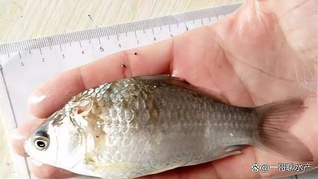 龍魚內(nèi)外寄的最佳治療藥物（關(guān)于龍魚內(nèi)外寄的最佳治療藥物）