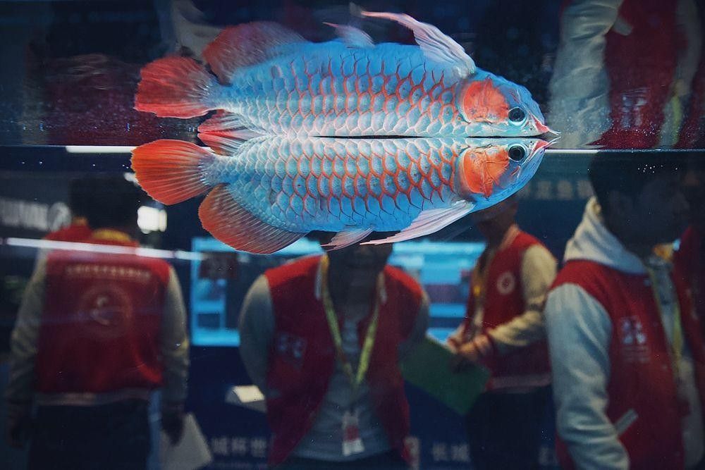 鄉寧龍魚屬于什么檔次（鄉寧龍魚有哪些獨特的品種，） 鄉寧龍魚屬于什么檔次（鄉寧龍魚有哪些獨特的品種，） 觀賞魚百科 第4張