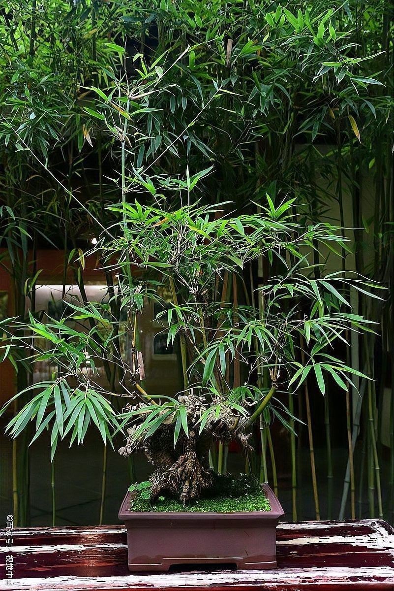 龍魚和哪種龜混養最佳（龍魚與其他寵物龜混養需要注意什么？）