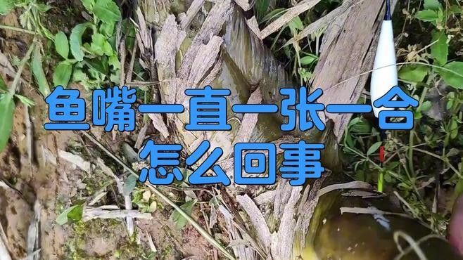 金龍魚嘴一張一合是正常現(xiàn)象嗎（金龍魚嘴部一直一張一合怎么回事）