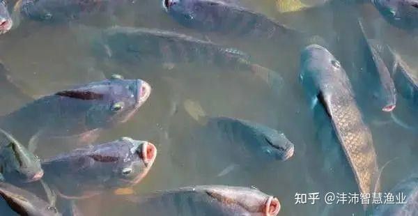 金龍魚嘴一張一合是正常現(xiàn)象嗎（金龍魚嘴部一直一張一合怎么回事）