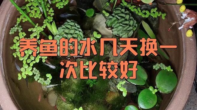 金龍魚(yú)換缸后多久換一次水？（金龍魚(yú)換缸后多久換一次水寵物指南） 金龍魚(yú)換缸后多久換一次水？（金龍魚(yú)換缸后多久換一次水寵物指南） 龍魚(yú)百科 第5張
