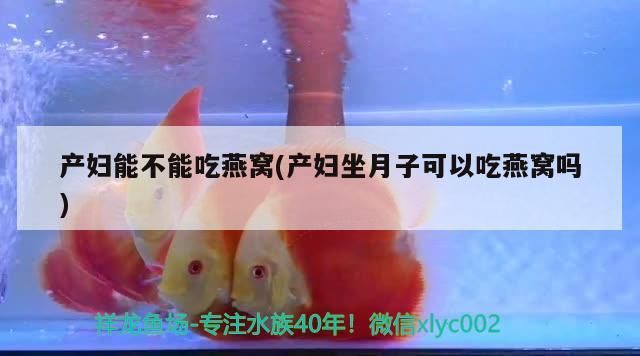 藍曼龍和黃曼龍出的小魚什么顏色，斗魚可以和藍曼龍混養嗎（斗魚可以和藍曼龍混養嗎）