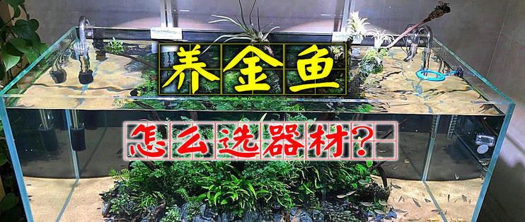 龍魚可以和哪些魚混養一起養魚（龍魚和哪種魚混養最好） 龍魚可以和哪些魚混養一起養魚（龍魚和哪種魚混養最好） 觀賞魚百科