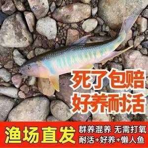 觀賞魚什么魚最好養不打氧不加溫可以混養（如何選擇觀賞魚？） 觀賞魚什么魚最好養不打氧不加溫可以混養（如何選擇觀賞魚？） 觀賞魚百科 第1張